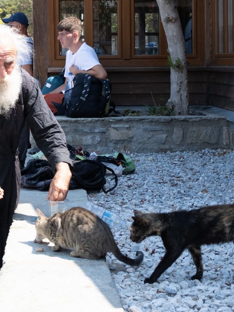 photodyssey_gallery_agion_oros_daphne_cat_feeding_august_2024
