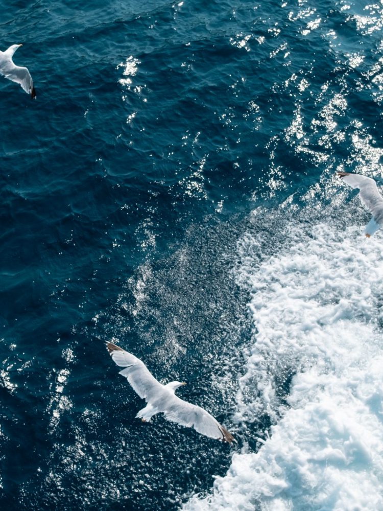 photodyssey_gallery_agion_oros_seagulls_flying_august_2024