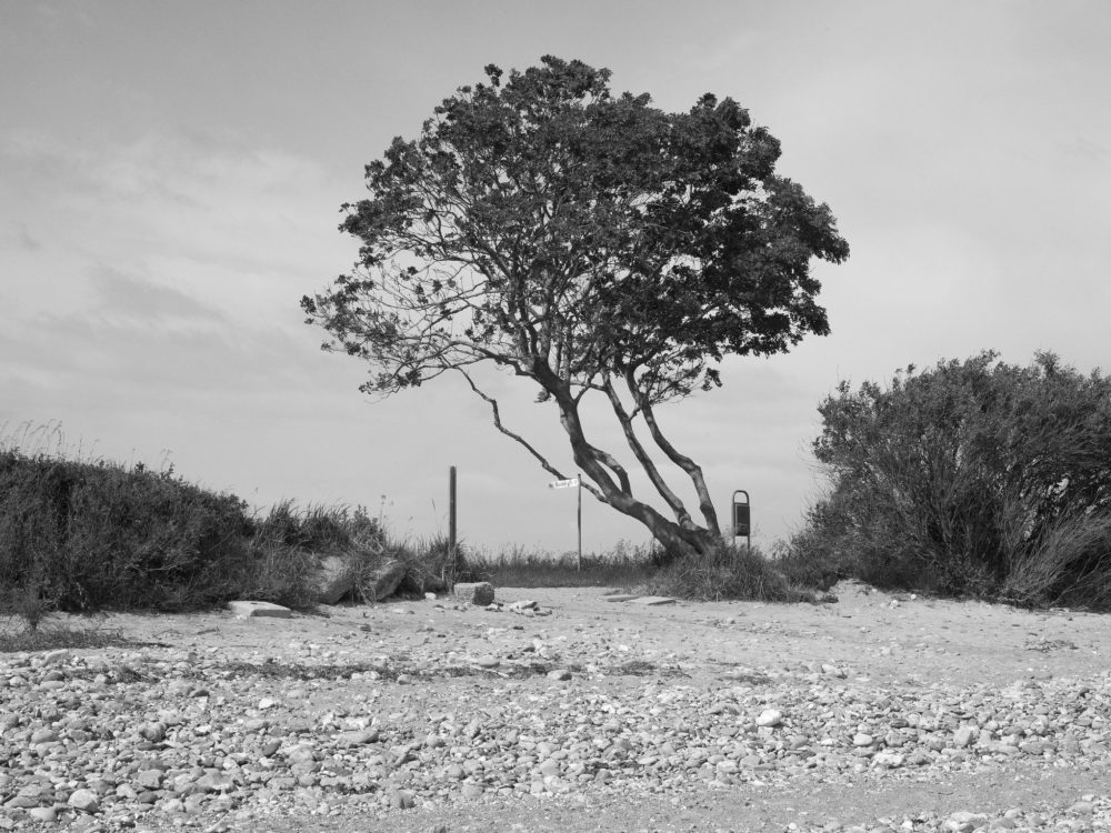 photodyssey_gallery_hohenfelde_baum_juni_2024